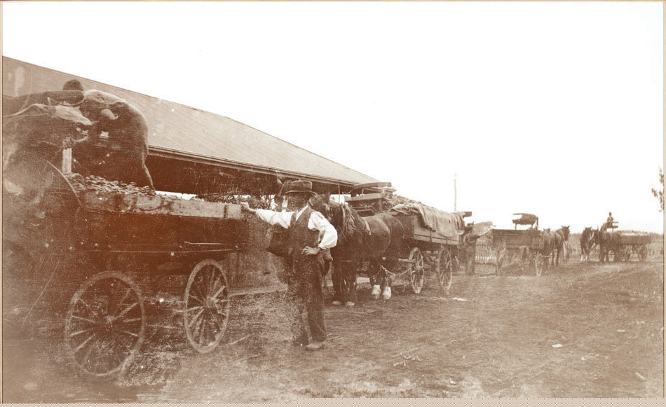 Horses and Carts c1880s